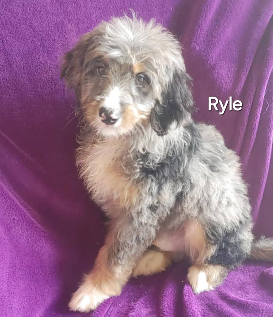 Ryle - The Road Home Animal Project