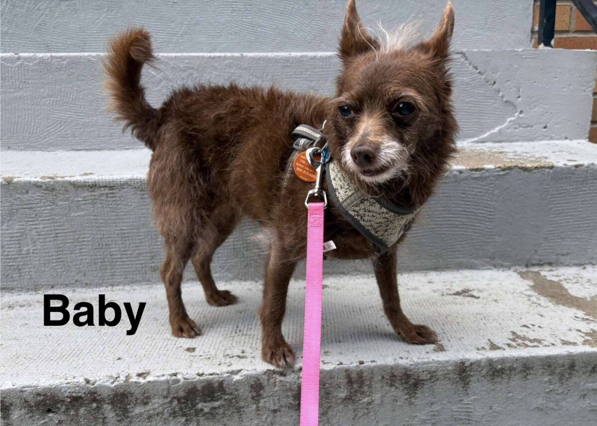 Baby (senior) - The Road Home Animal Project