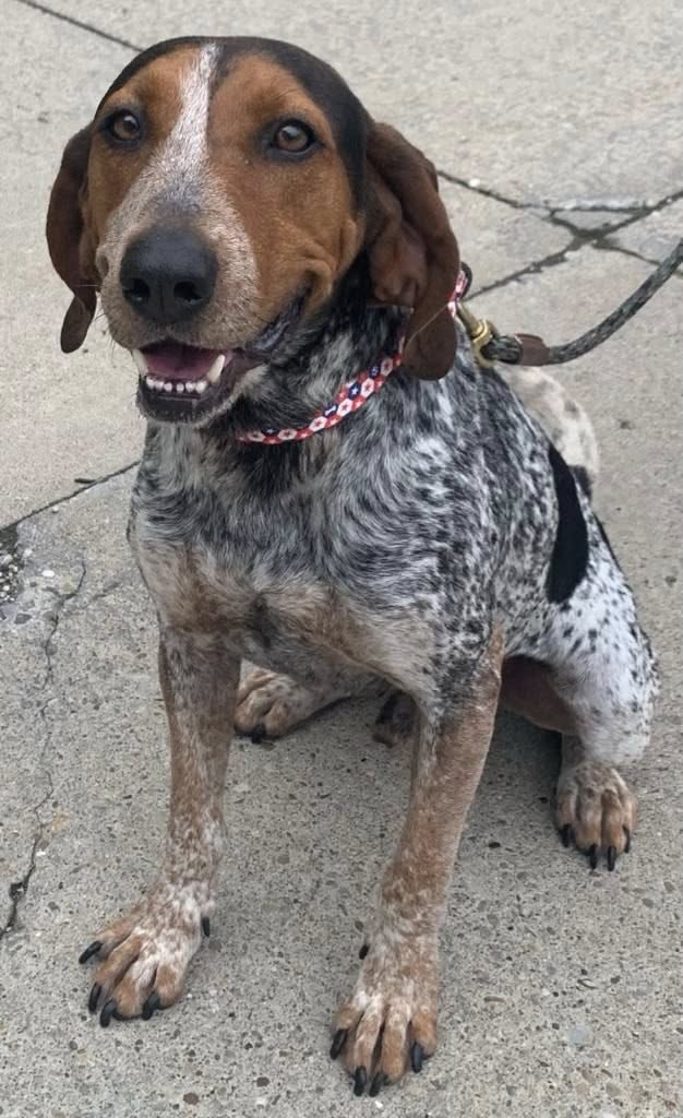 Bluey (cell dog) - The Road Home Animal Project
