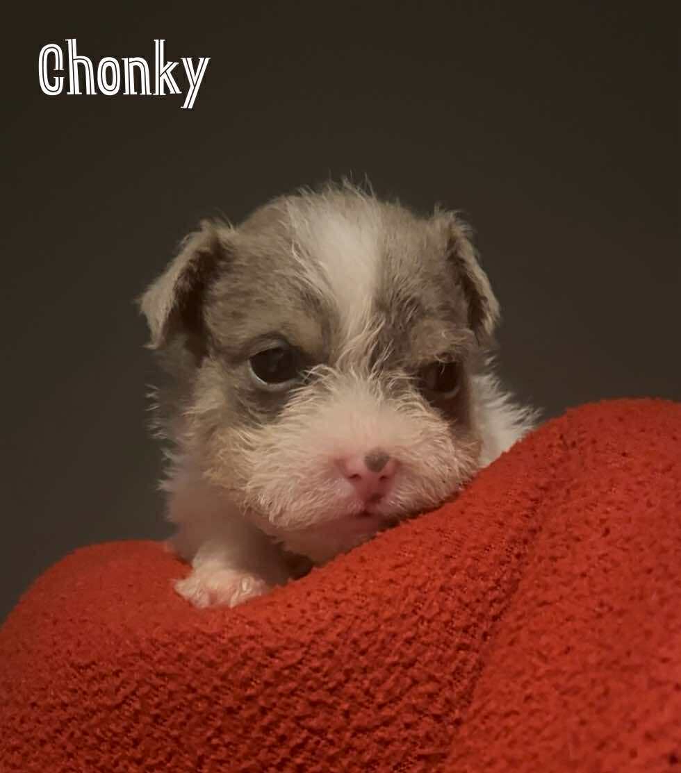 Chonky (accepting apps) - The Road Home Animal Project