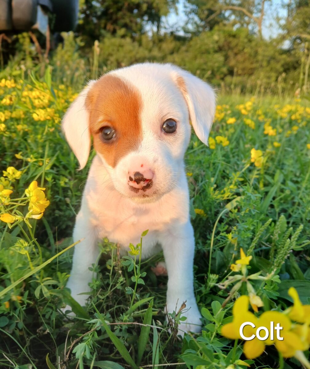Colt - The Road Home Animal Project