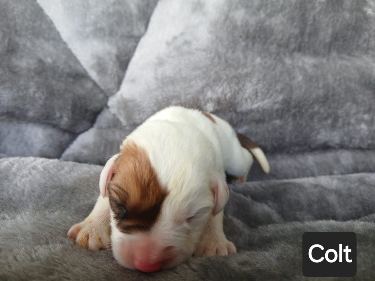 Colt - The Road Home Animal Project