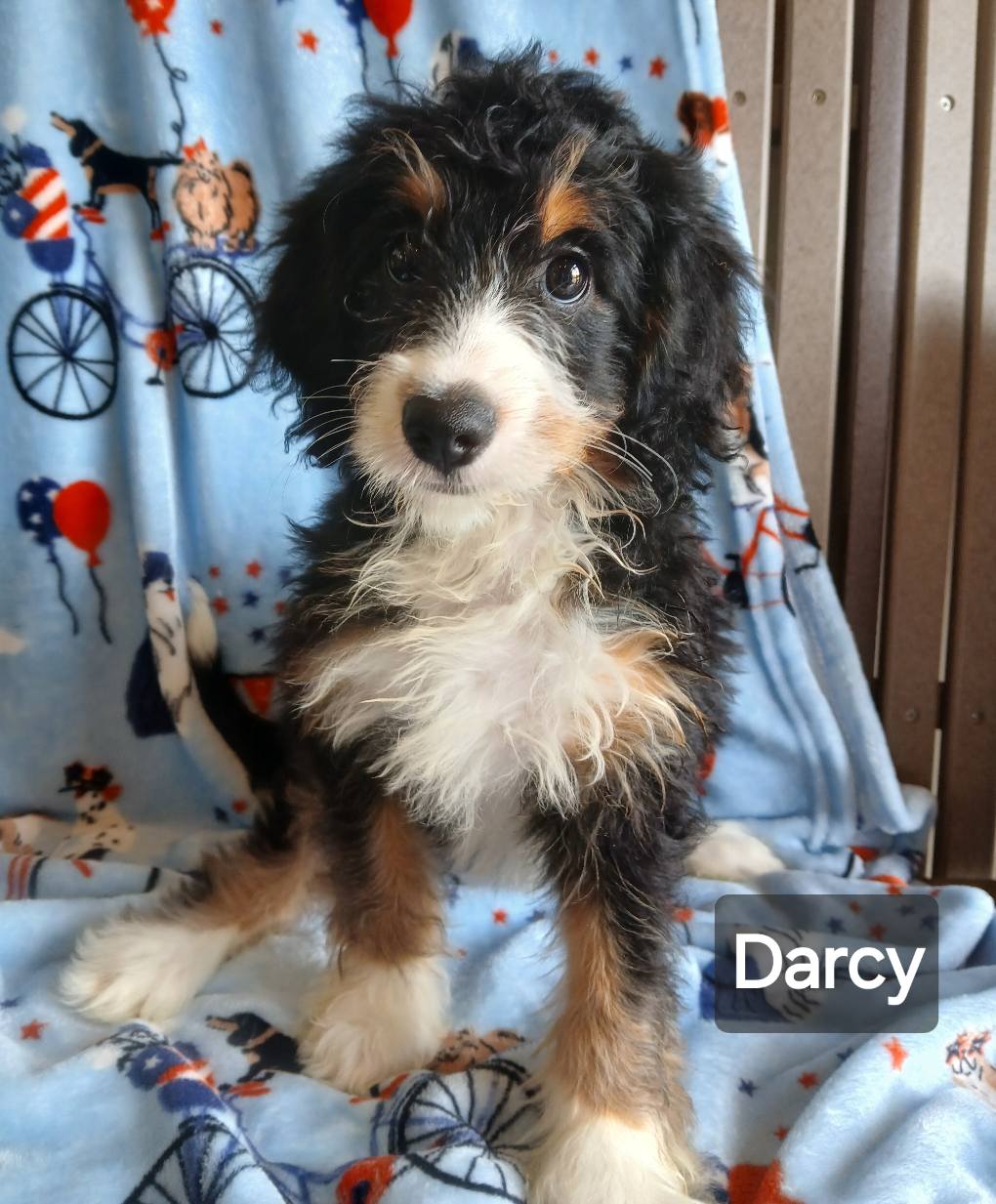 Darcy - The Road Home Animal Project