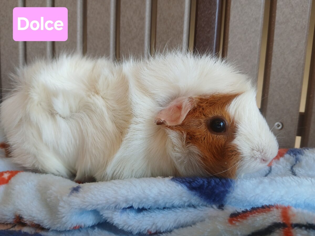Dolce (bonded pair with Frappe) - The Road Home Animal Project
