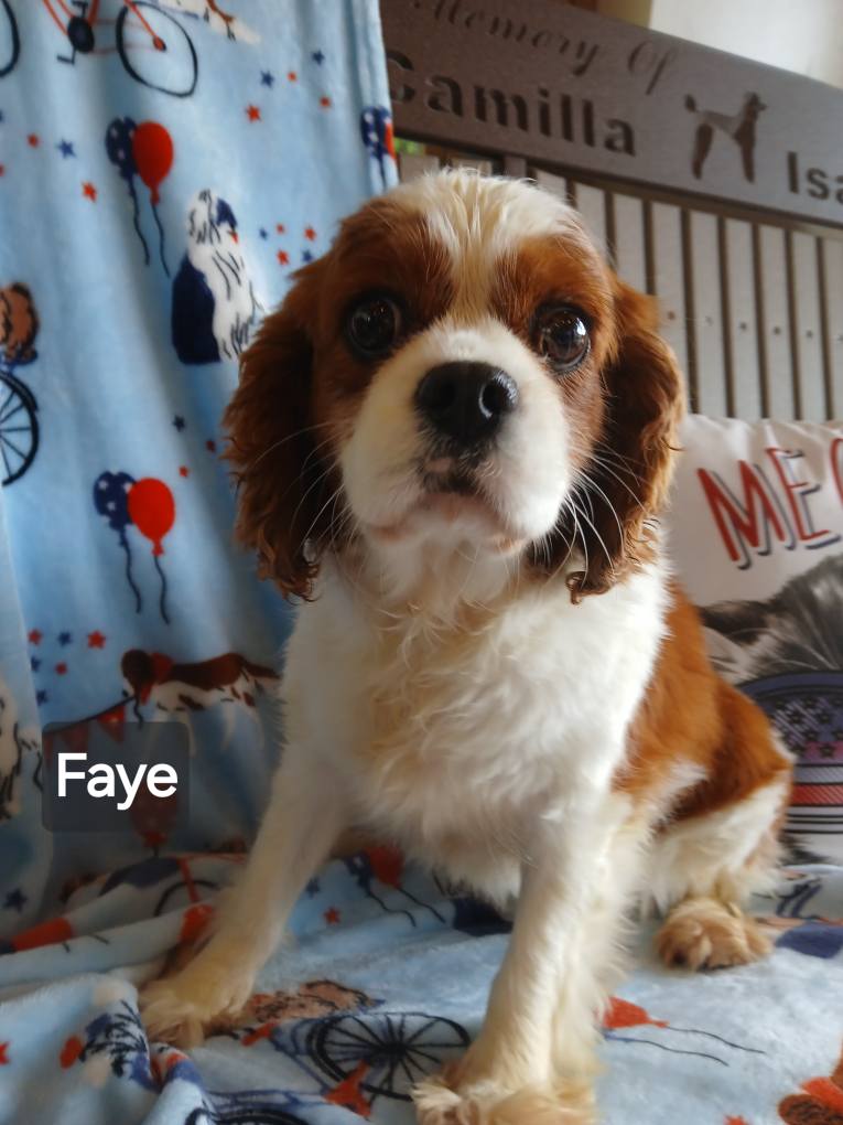 Faye - The Road Home Animal Project
