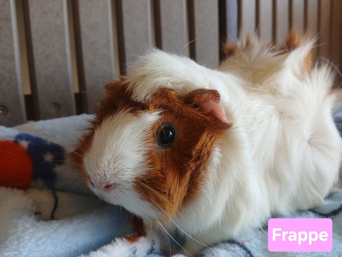 Frappe (bonded pair with Dolce) - The Road Home Animal Project