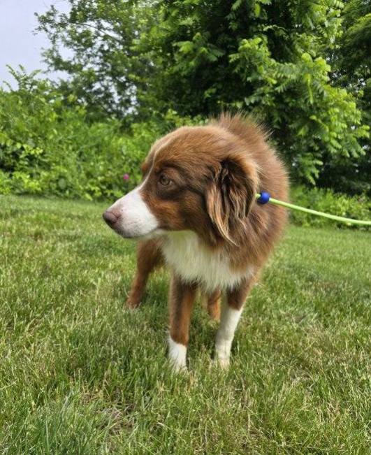Hadleigh (cell dog) - The Road Home Animal Project