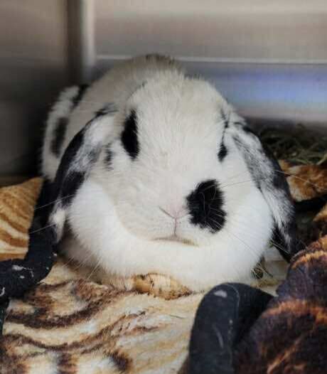 Hazel (rabbit/not quite ready) - The Road Home Animal Project