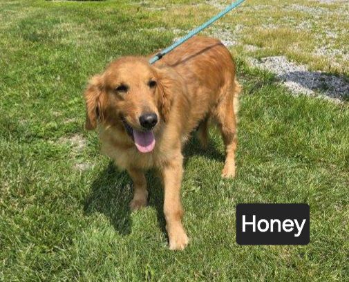 Honey - The Road Home Animal Project