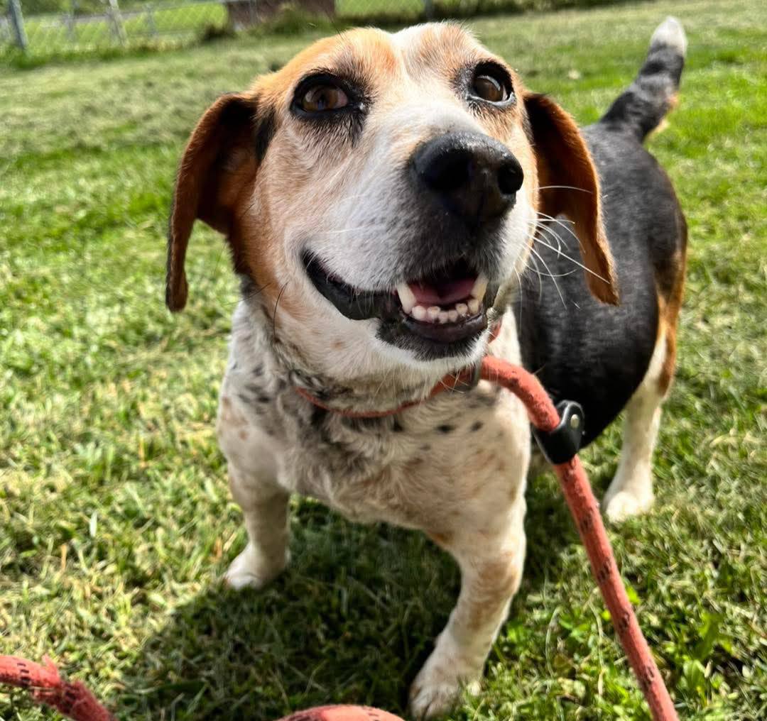 Lady Bird (nursing pups at the moment) - The Road Home Animal Project