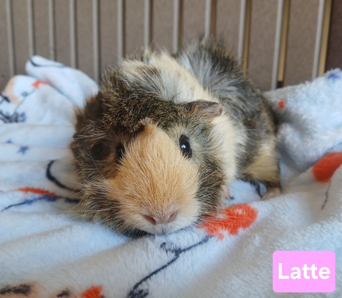 Latte - The Road Home Animal Project