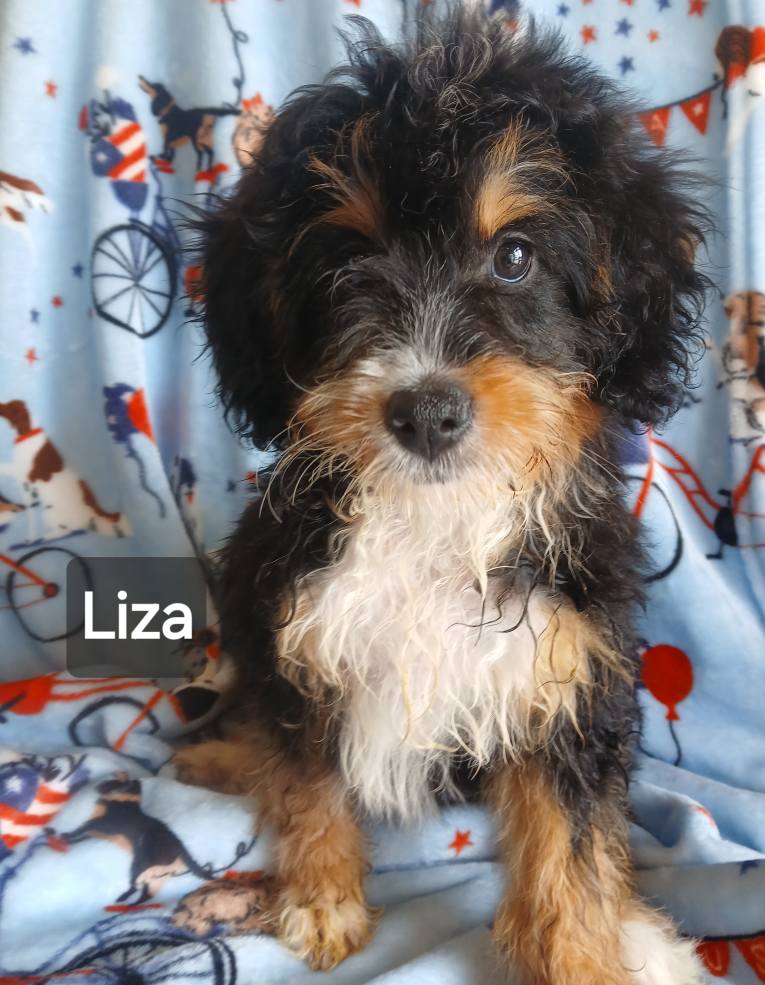 Liza - The Road Home Animal Project