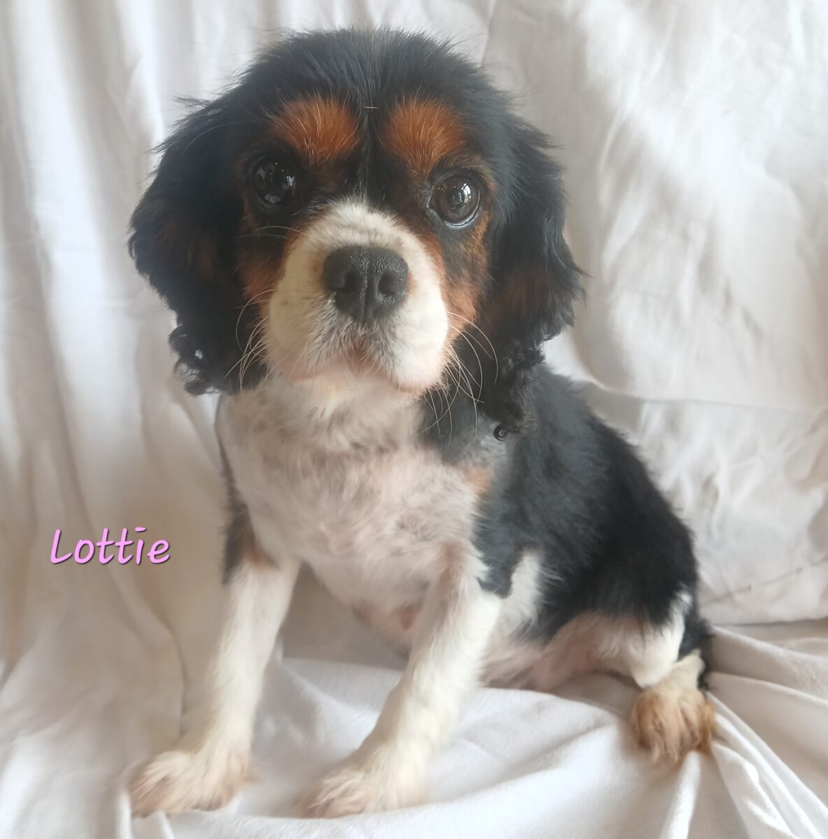 Lottie - The Road Home Animal Project