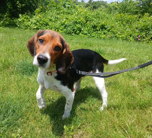 Louie (cell dog) - The Road Home Animal Project