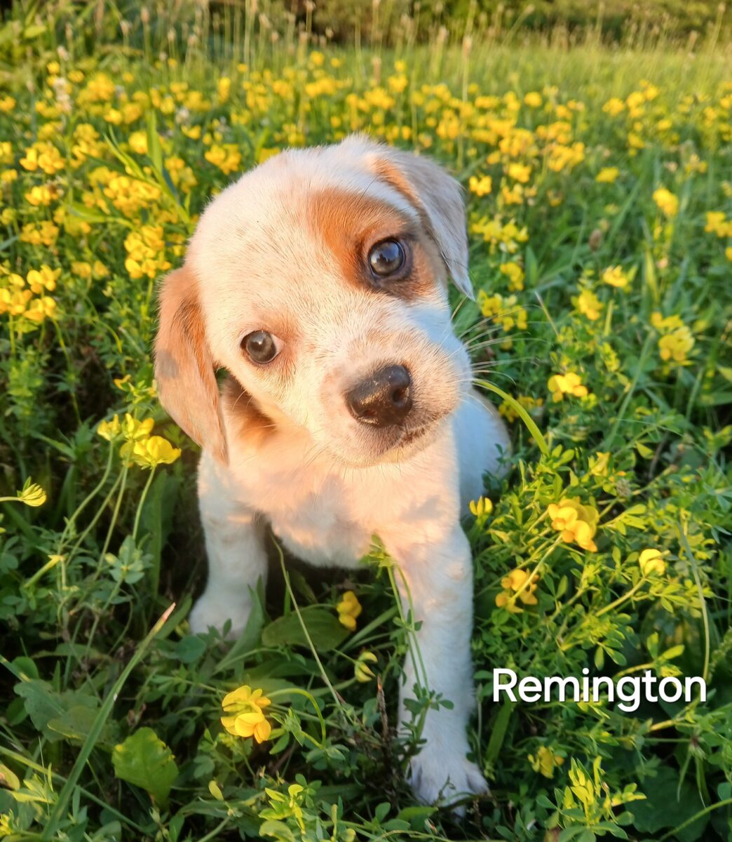 Remington - The Road Home Animal Project