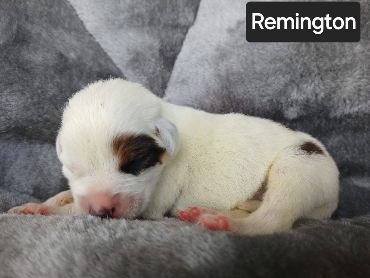 Remington - The Road Home Animal Project