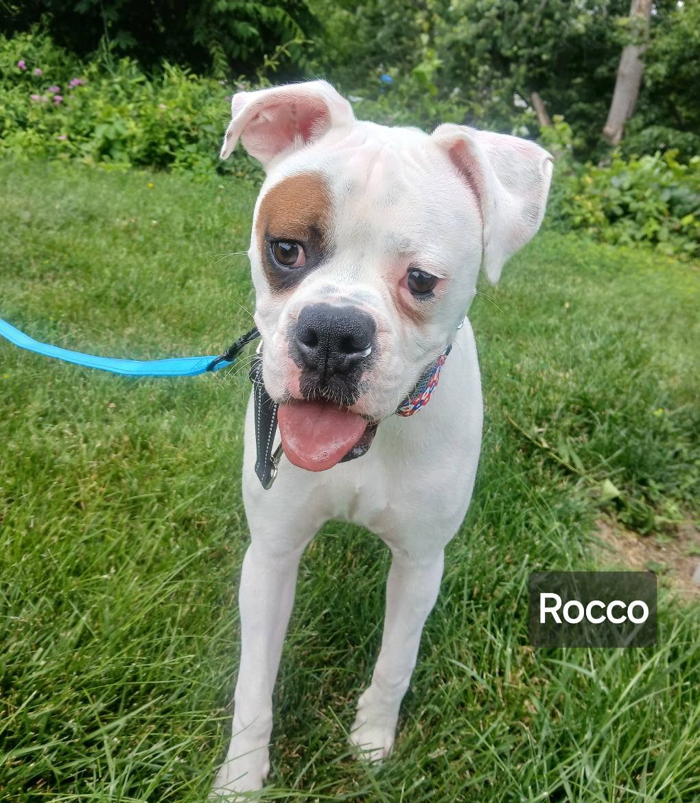 Rocco (DEAF) (cell dog) - The Road Home Animal Project