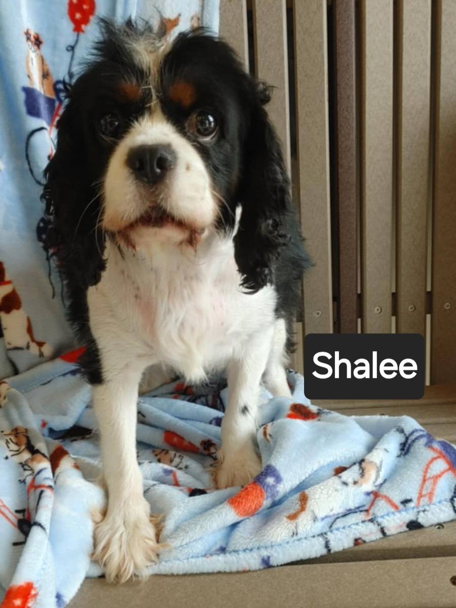 Shalee - The Road Home Animal Project