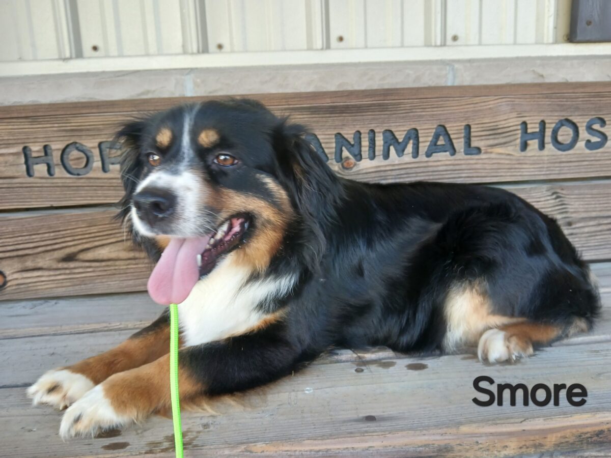 Smore (cell dog) - The Road Home Animal Project