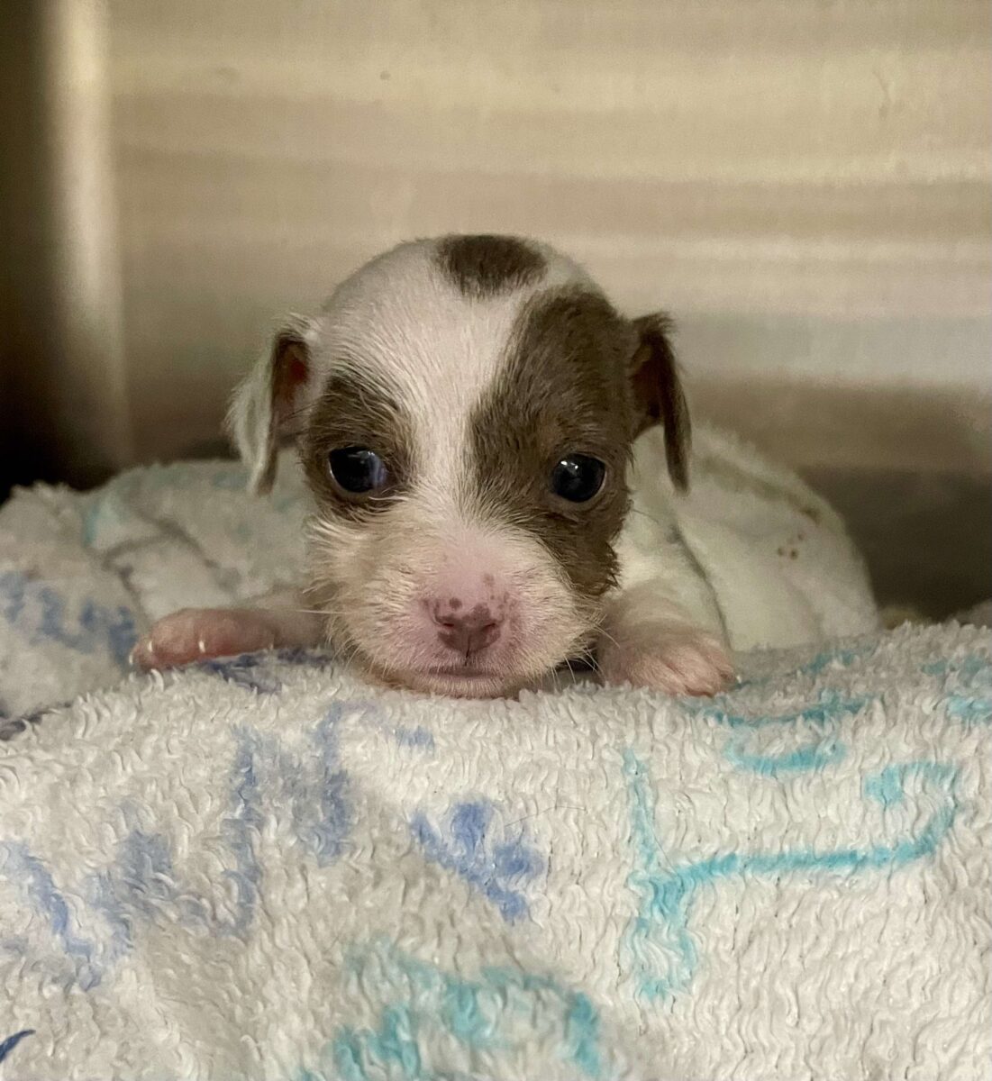 Sprinkle (accepting apps) - The Road Home Animal Project