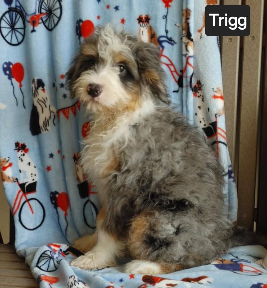 Trigg (cell dog) - The Road Home Animal Project