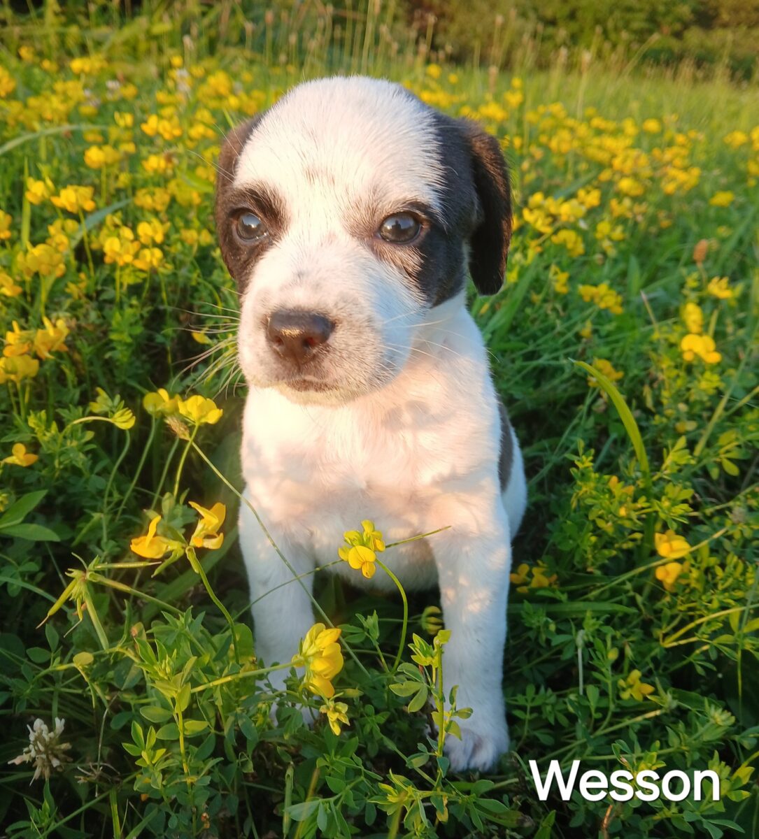 Wesson - The Road Home Animal Project