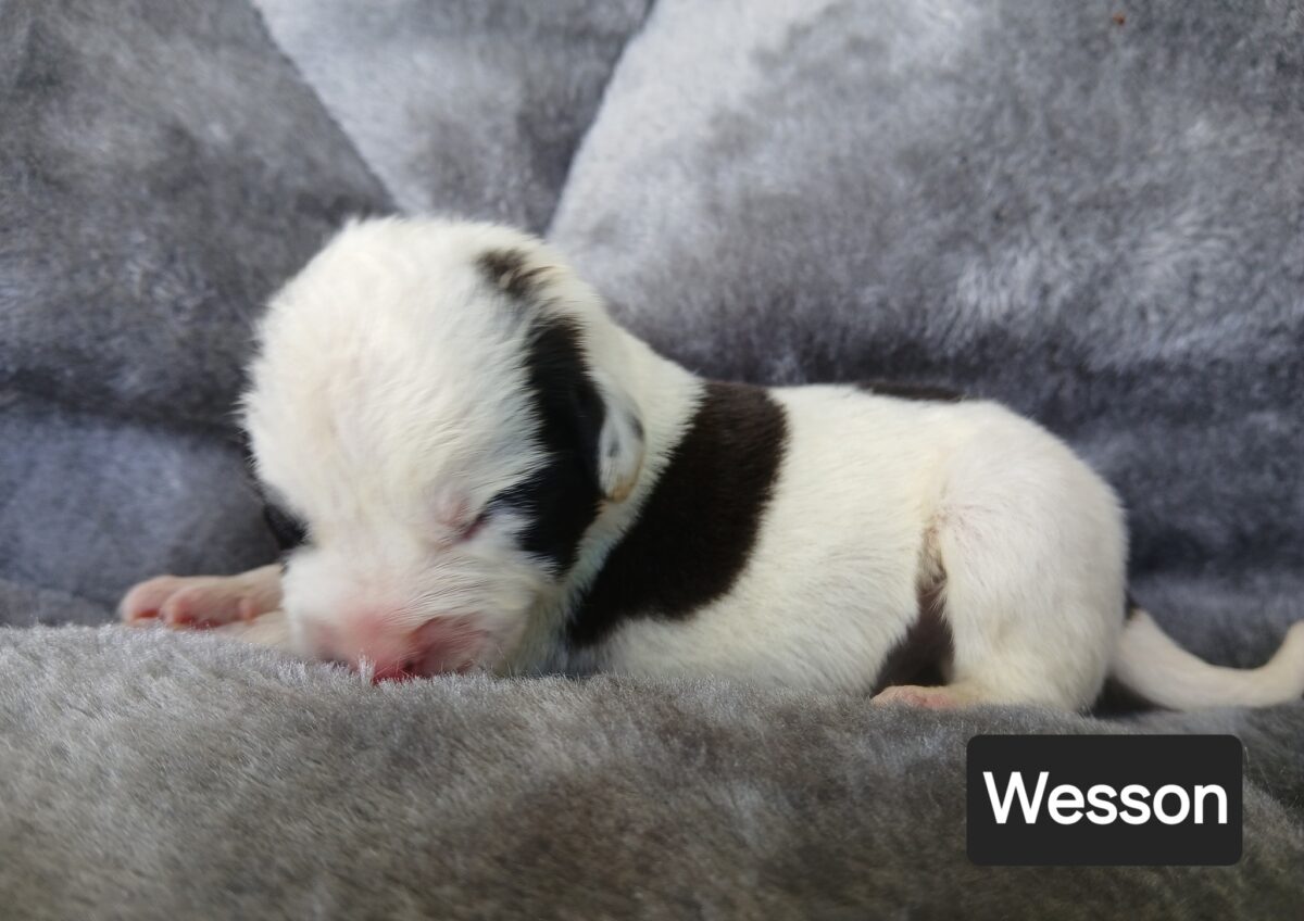 Wesson - The Road Home Animal Project