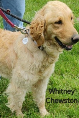 Whitney Chewston - The Road Home Animal Project