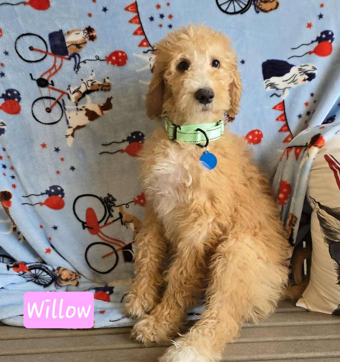 Willow - The Road Home Animal Project