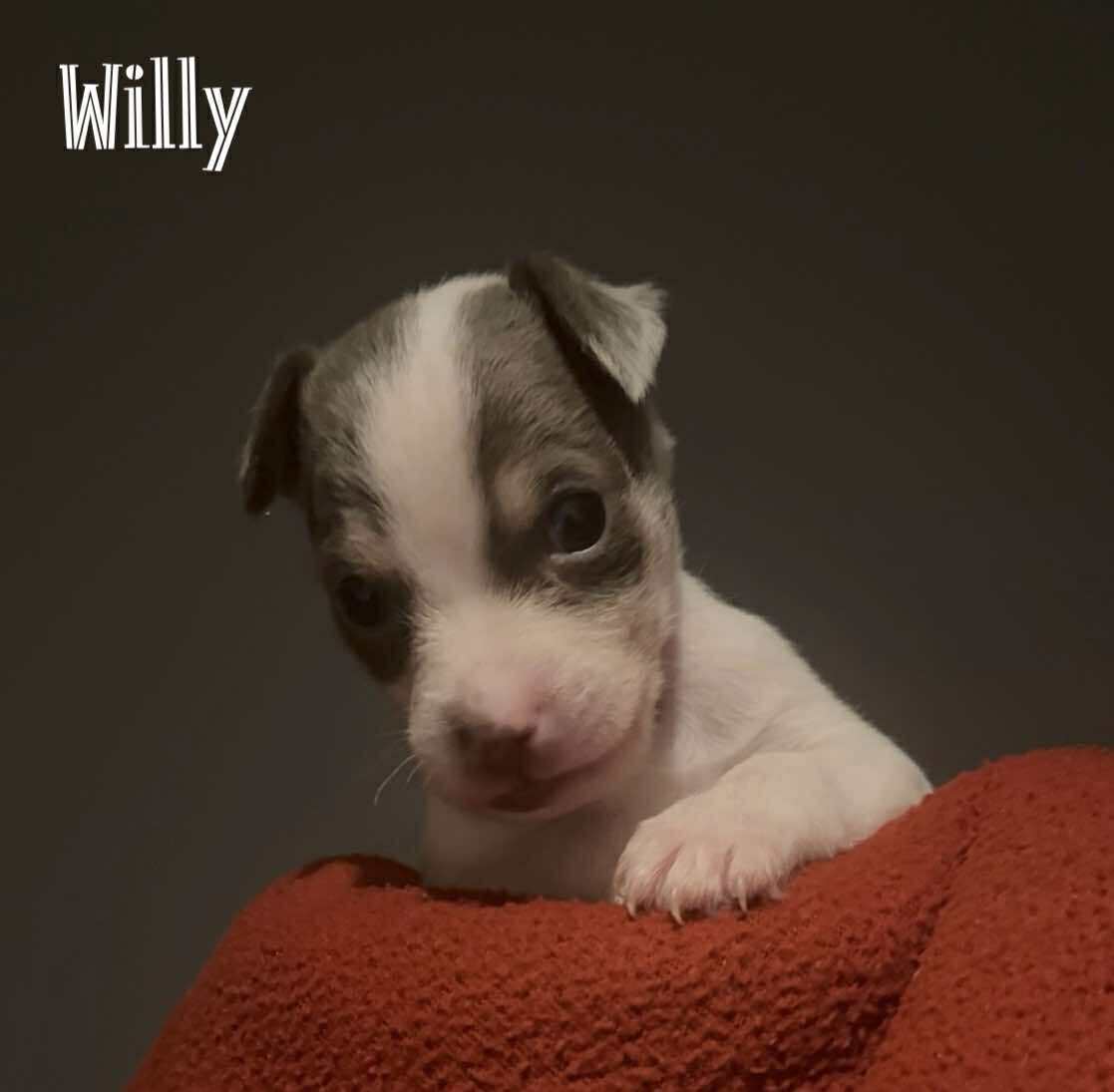 Willy (accepting apps) - The Road Home Animal Project