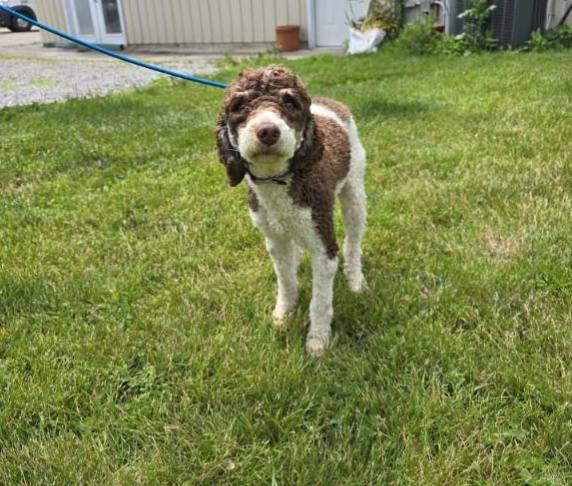 Zac (cell dog) - The Road Home Animal Project