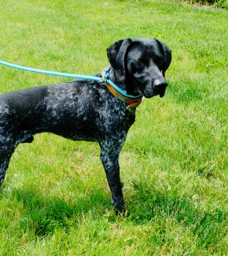The Road Home Animal Project - Boone (cell dog)