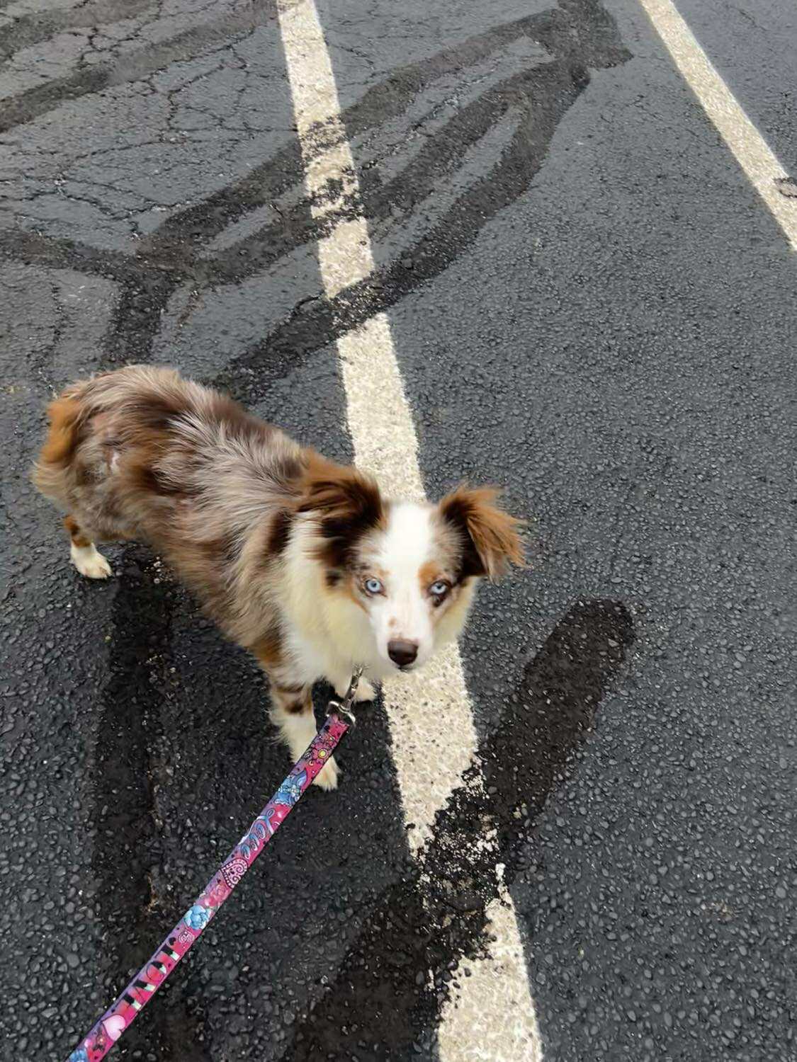 Aurora (cell dog) - The Road Home Animal Project
