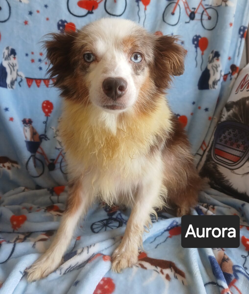 Aurora (cell dog) - The Road Home Animal Project