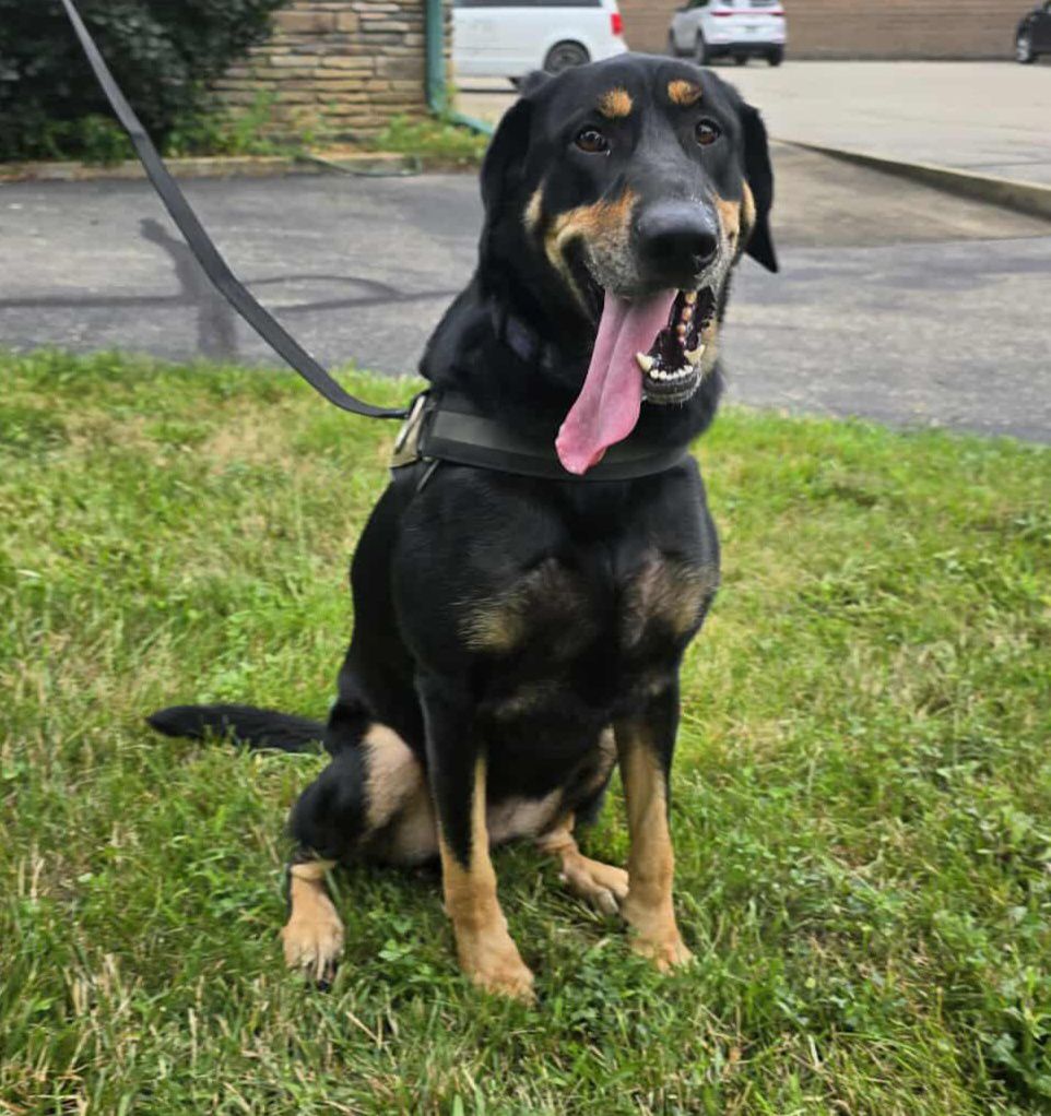 Bellatrix - The Road Home Animal Project