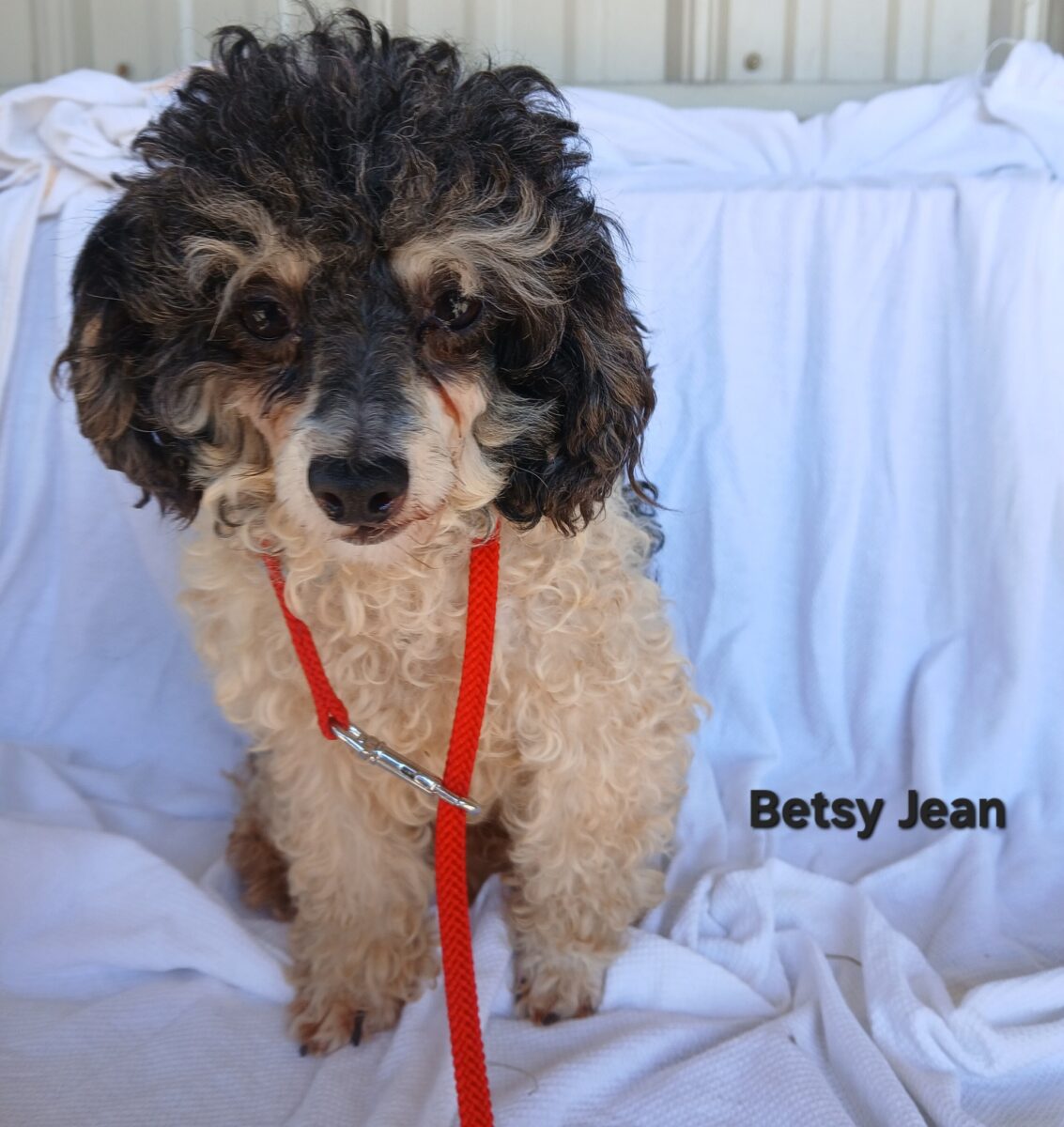 Betsy Jean - The Road Home Animal Project
