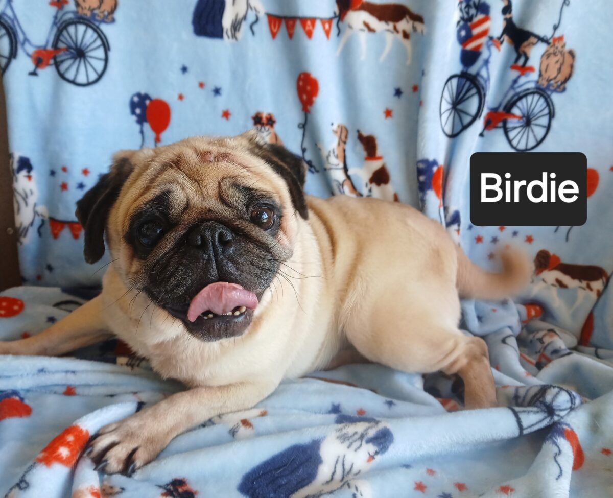 Birdi - The Road Home Animal Project