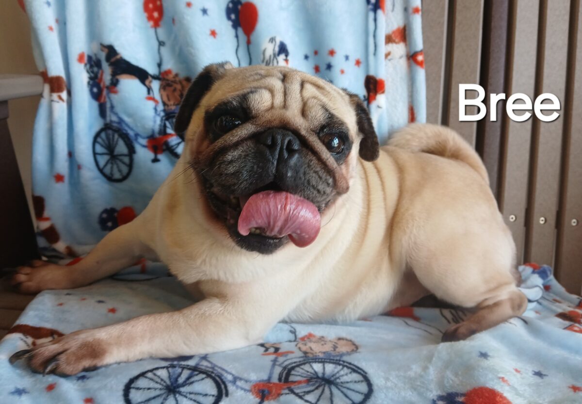 Bree - The Road Home Animal Project