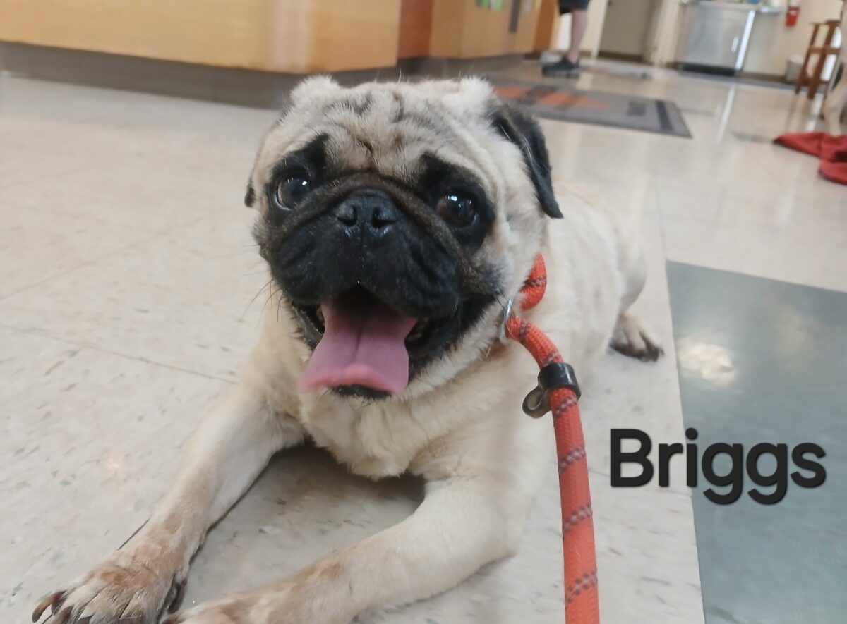 Briggs - The Road Home Animal Project