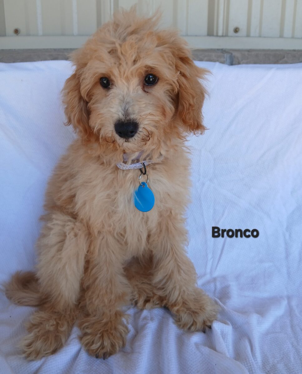 Bronco - The Road Home Animal Project