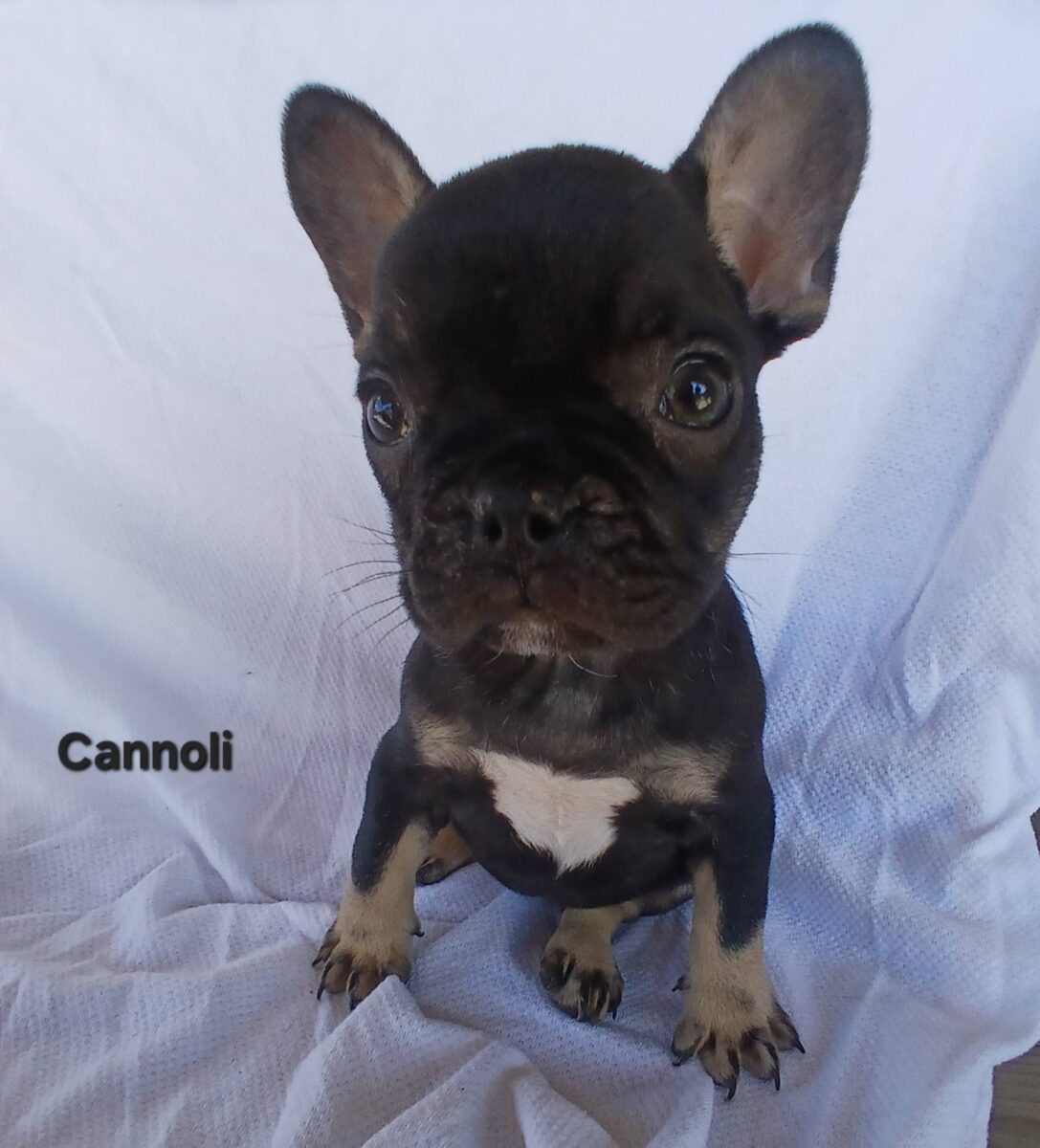 Cannoli - The Road Home Animal Project