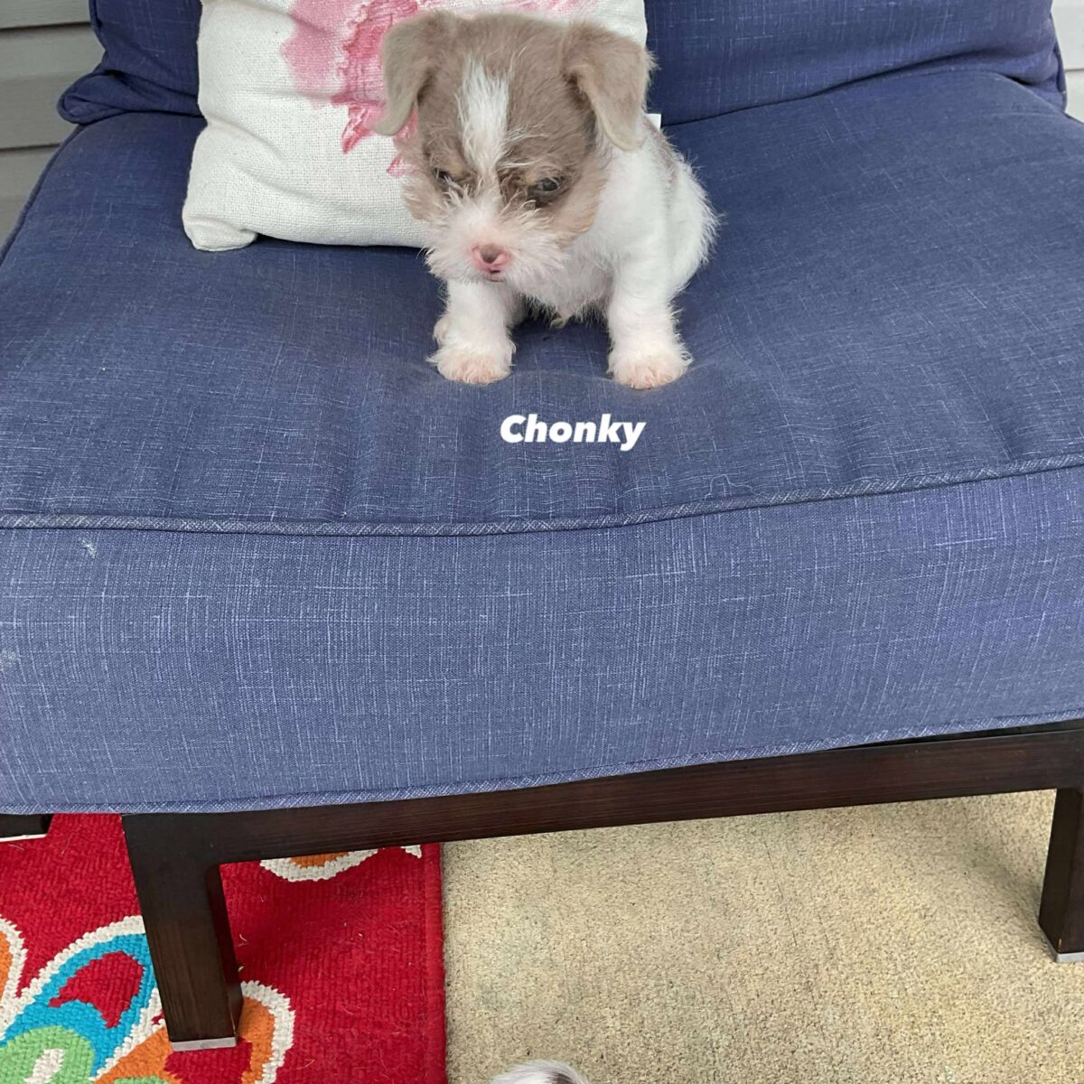 Chonky - The Road Home Animal Project