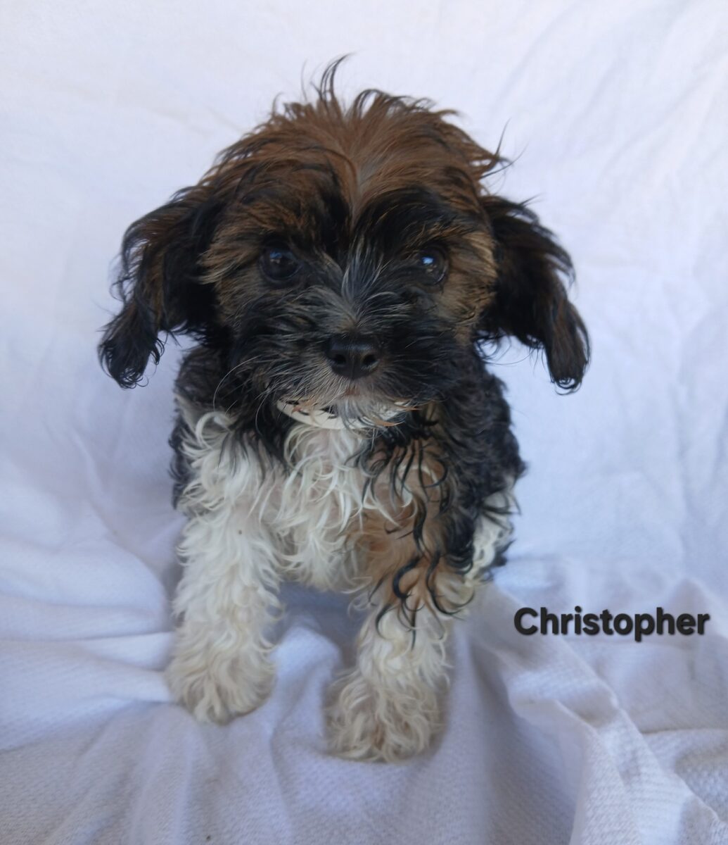 Christopher - The Road Home Animal Project