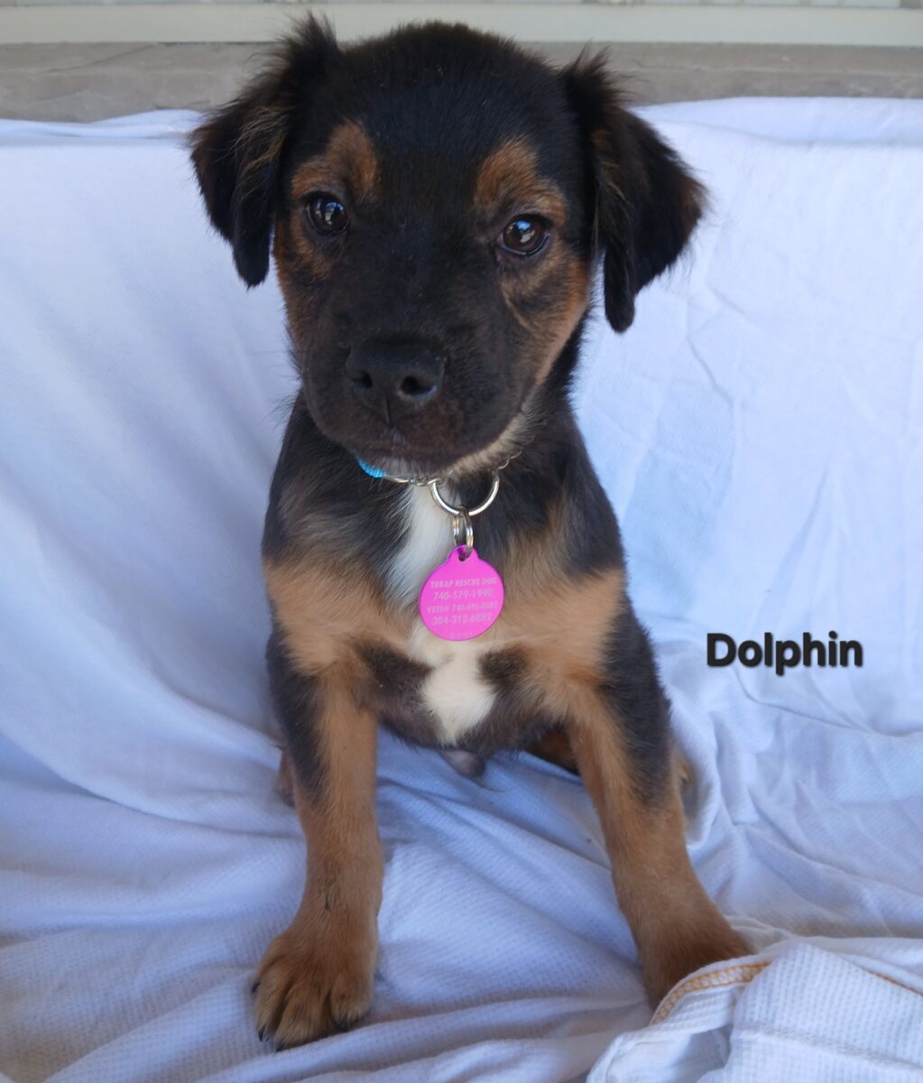Dolphin - The Road Home Animal Project
