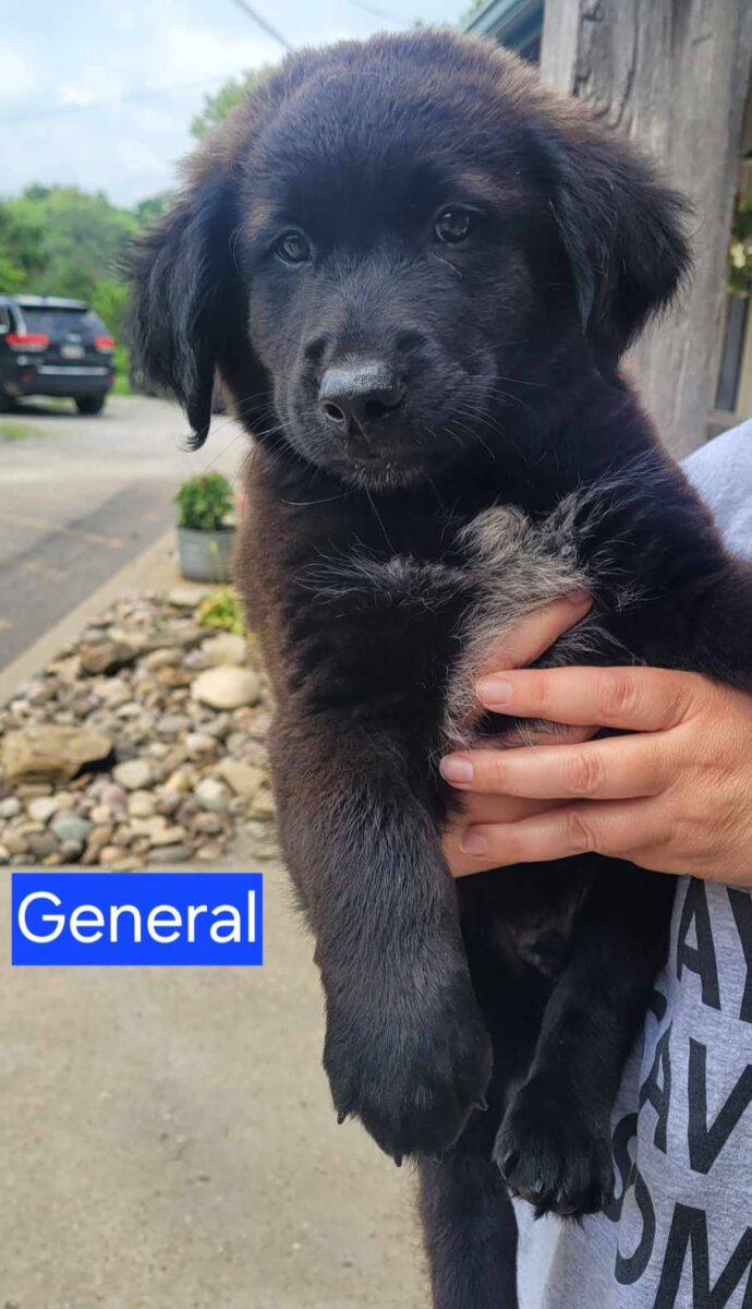 General - The Road Home Animal Project