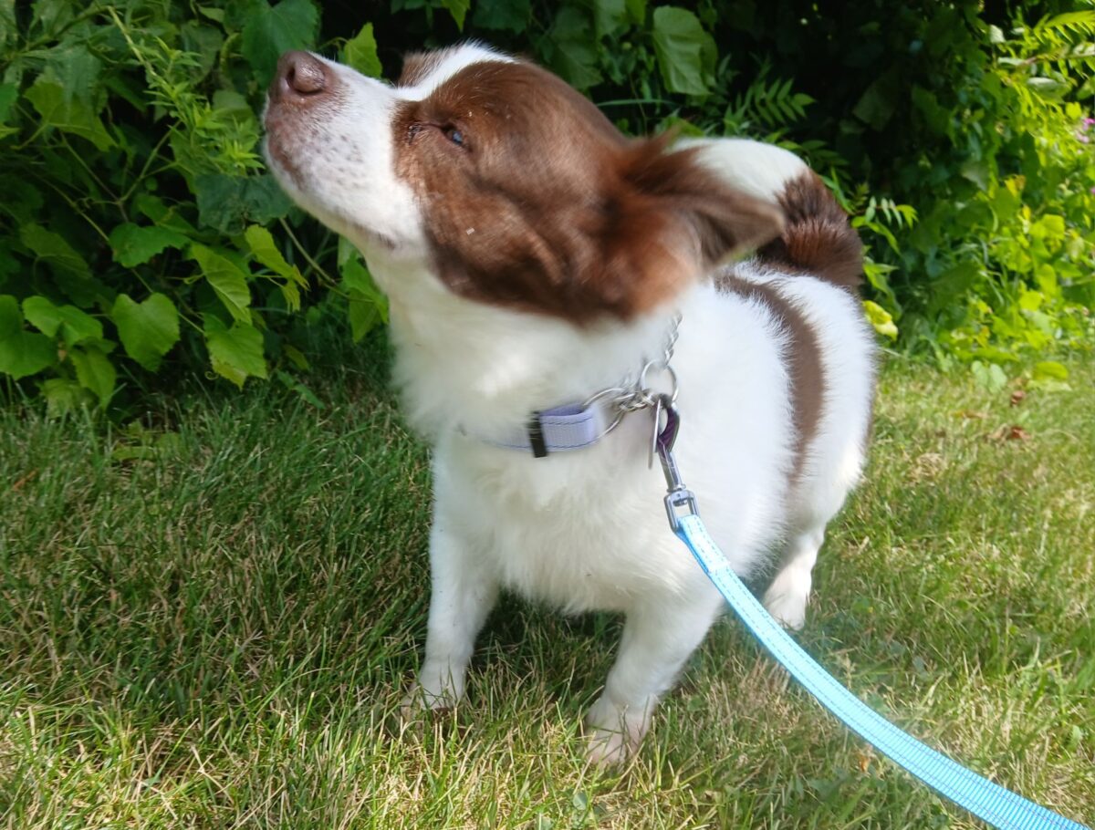 Harley - The Road Home Animal Project