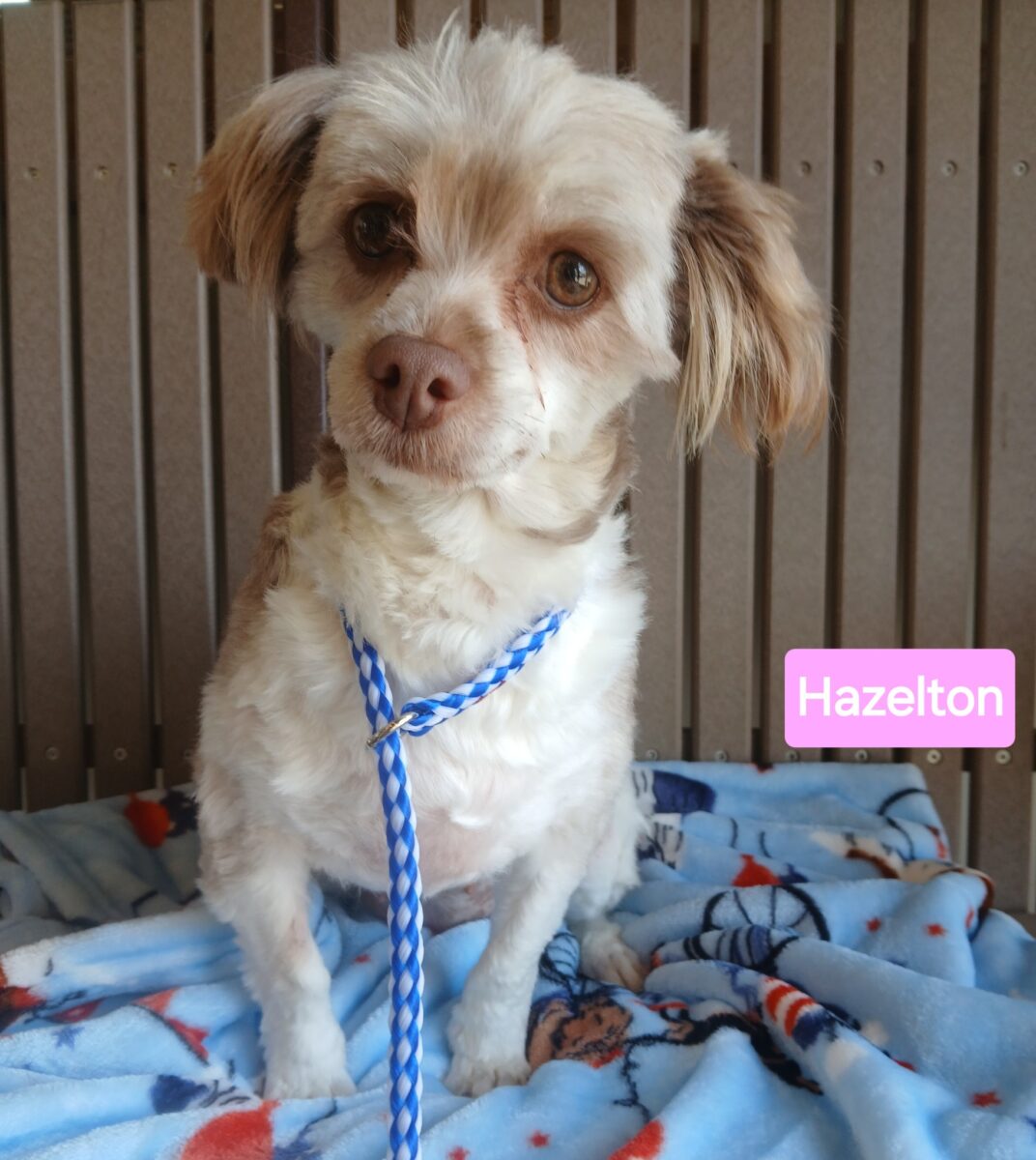 Hazelton - The Road Home Animal Project