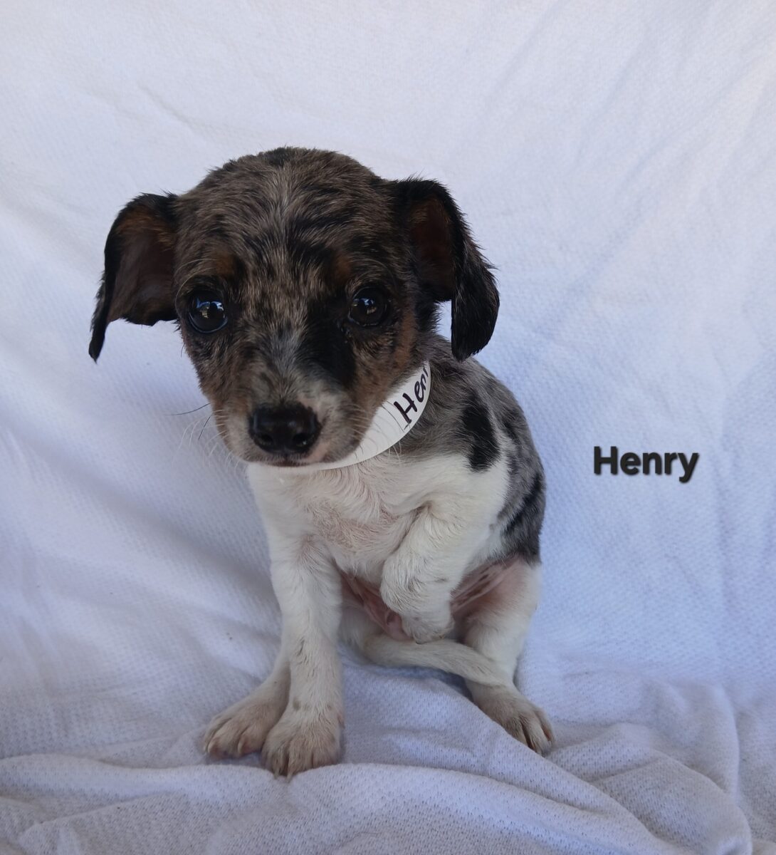 Henry - The Road Home Animal Project