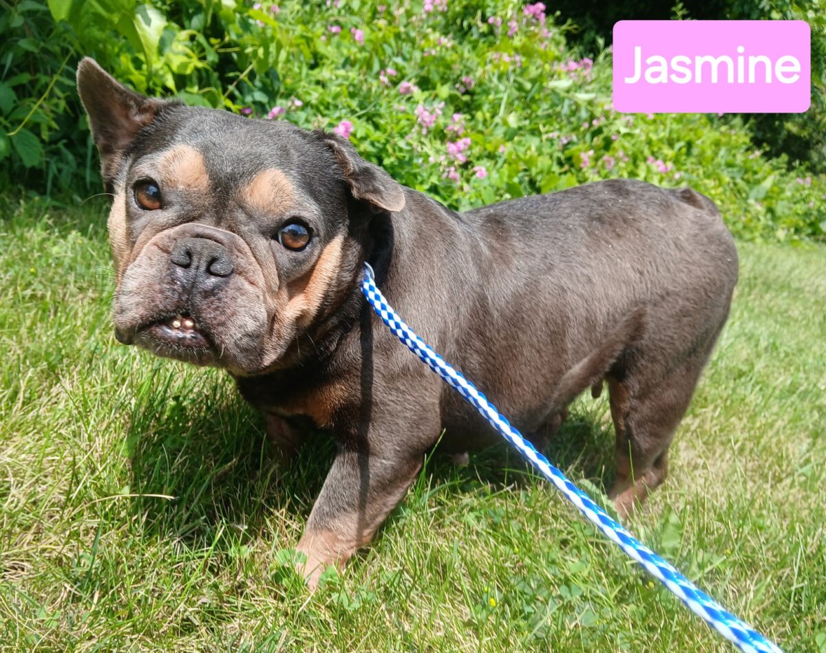 Jasmine (cell dog) - The Road Home Animal Project