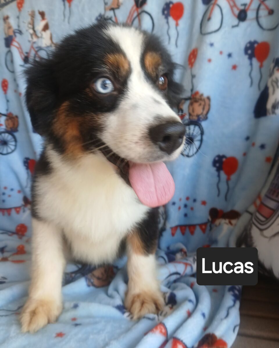 Lucas (cell dog) - The Road Home Animal Project